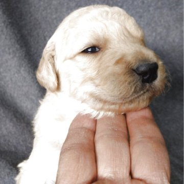 ゴールデンドゥードル(ゴールデンレトリバー×プードル)【兵庫県・女の子・2025年10月30日・クリーム】の写真「母乳が大好きで元気な女の子です。」