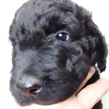 ゴールデンドゥードル(ゴールデンレトリバー×プードル)【兵庫県・女の子・2025年10月30日・ブラック&シルバー】の写真「母乳が大好きで元気な女の子です。」