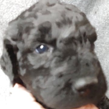 ゴールデンドゥードル(ゴールデンレトリバー×プードル)【兵庫県・女の子・2025年10月30日・ブラック&シルバー】の写真「母乳が大好きで元気な女の子です。」