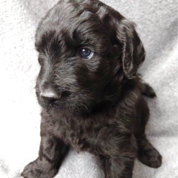 ゴールデンドゥードル(ゴールデンレトリバー×プードル)【兵庫県・男の子・2025年10月30日・ブラック&シルバー】の写真「母乳が大好きで元気な男の子です。」