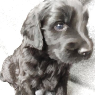 ゴールデンドゥードル(ゴールデンレトリバー×プードル)【兵庫県・女の子・2025年10月30日・ブラック&シルバー】の写真「母乳が大好きで元気な女の子です。」