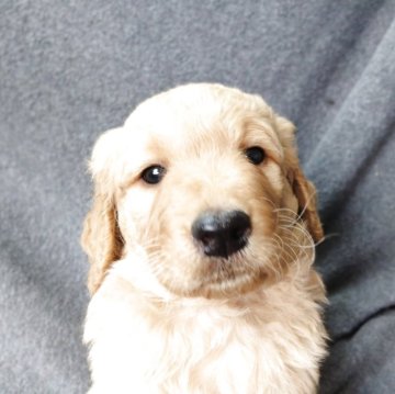 ゴールデンドゥードル(ゴールデンレトリバー×プードル)【兵庫県・男の子・2025年10月26日・クリーム】の写真「母乳をたっぷり飲んで元気な男の子です。」