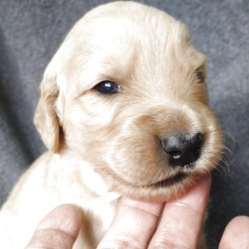 ゴールデンドゥードル(ゴールデンレトリバー×プードル)【兵庫県・男の子・2025年10月30日・クリーム】の写真「母乳が大好きで元気な男の子です。」