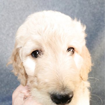 ゴールデンドゥードル(ゴールデンレトリバー×プードル)【兵庫県・女の子・2025年10月26日・クリーム】の写真「温和で元気な女の子です。」