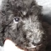 スタンダードプードル