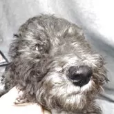 スタンダードプードル【兵庫県・男の子・2025年9月2日・ブラック&シルバー】の写真1「体重4.88kgご飯が大好きで元気な仔犬です。」