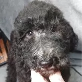 スタンダードプードル