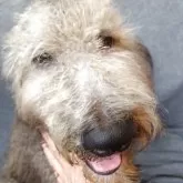 ゴールデンドゥードル【兵庫県・男の子・2025年5月1日・シルバー】の写真4