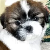 シーズー【兵庫県・男の子・2025年9月22日・ホワイト&ゴールド】の写真10