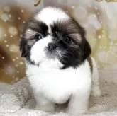 シーズー【兵庫県・男の子・2025年9月22日・ホワイト&ゴールド】の写真12