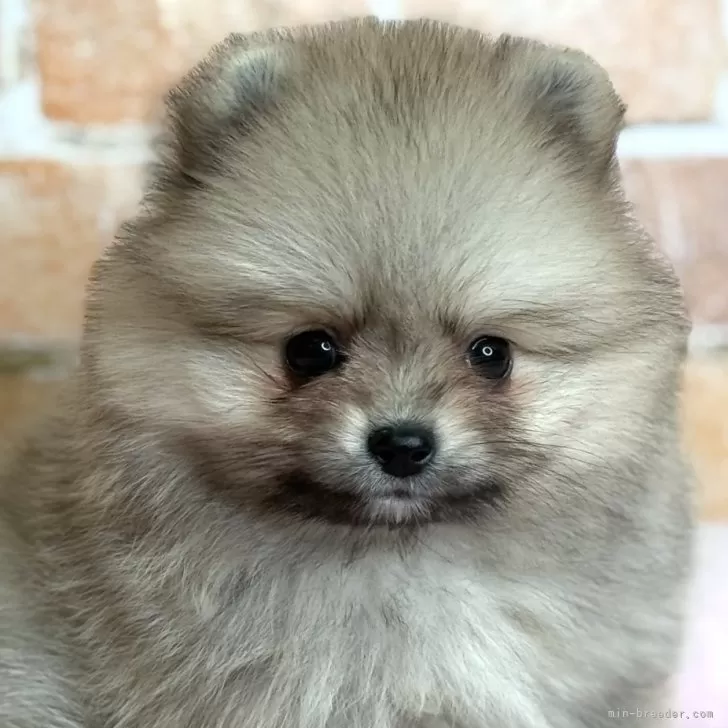 ID:2502-00017の子犬