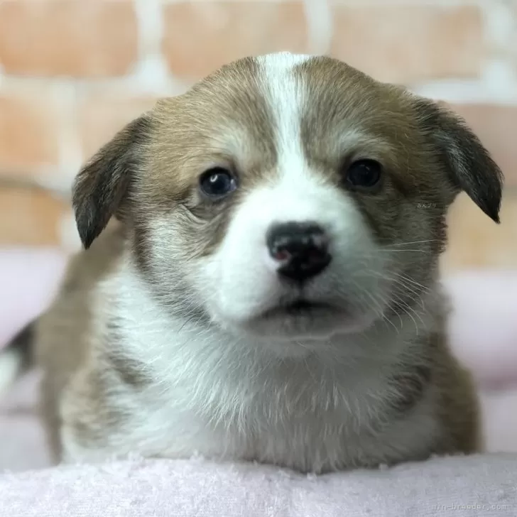 ID：2501-04640の子犬