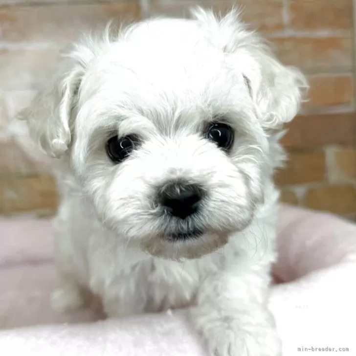 ID：2505-00573の子犬