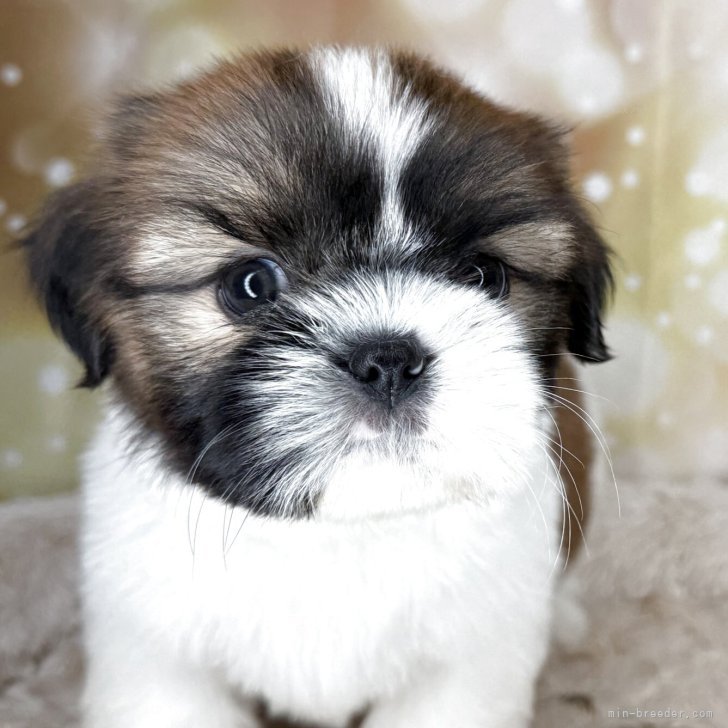 ブリーダー画像