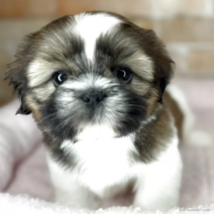 もなか 様のお迎えした子犬