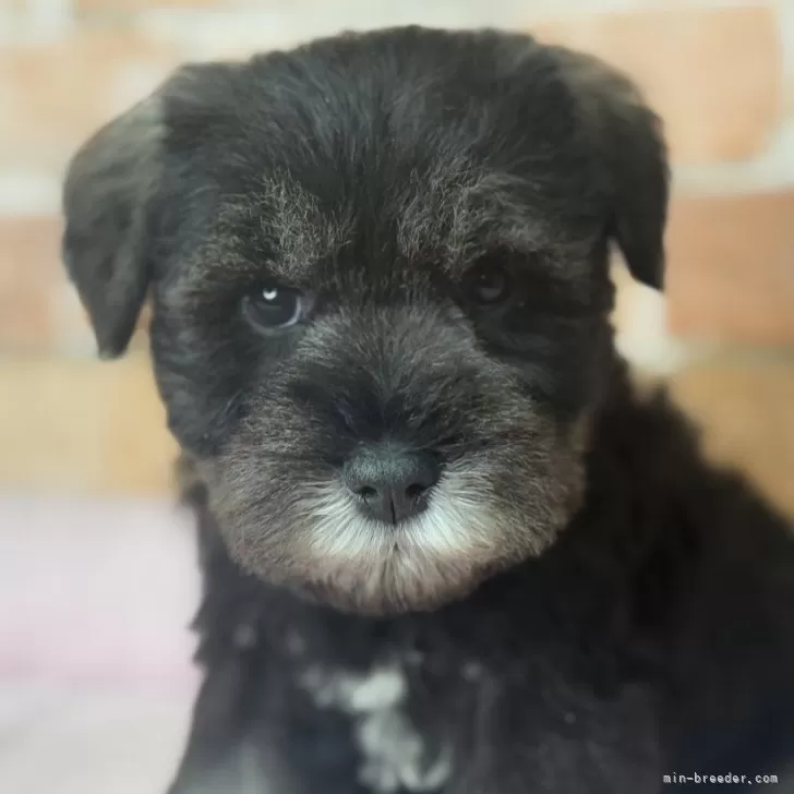 ID:2502-01861の子犬
