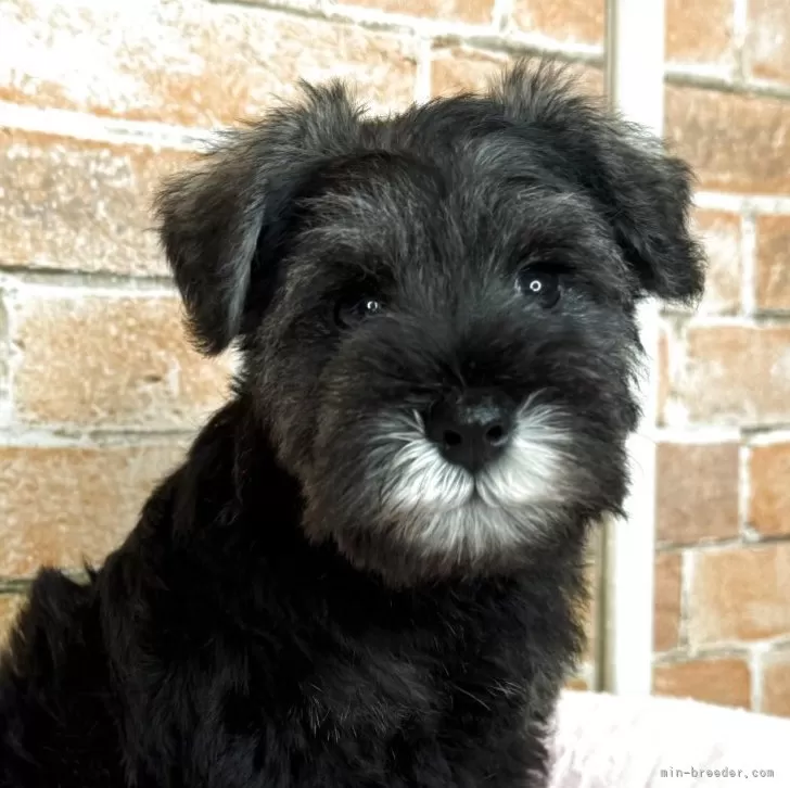 ID:2506-07759の子犬
