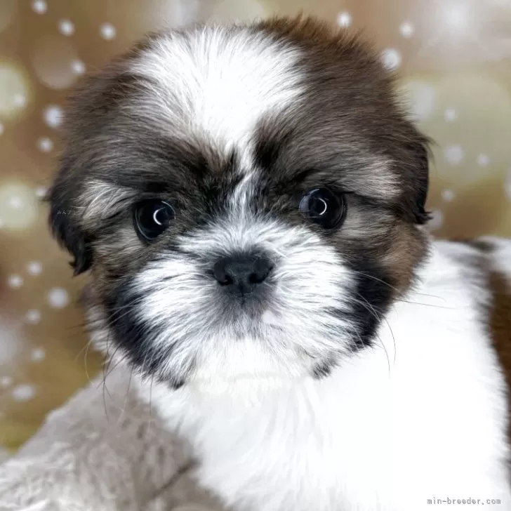 シーズー【兵庫県・男の子・2025年9月22日・ホワイト&amp;ゴールド】の写真1