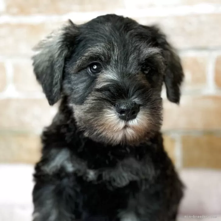 ID：2506-07768の子犬