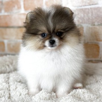 ポメラニアン【兵庫県・女の子・2025年10月6日・パーティカラー】の写真「可愛いパーティカラーの女の子」