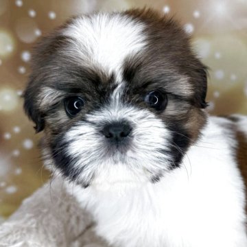 シーズー【兵庫県・男の子・2025年9月22日・ホワイト&ゴールド】の写真「可愛いシーズーの男の子」