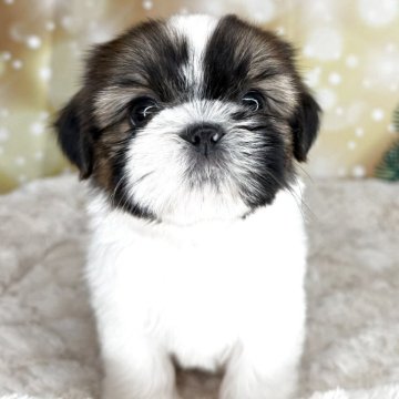 シーズー【兵庫県・女の子・2025年9月22日・ホワイト&ゴールド】の写真「可愛いシーズーの女の子1」