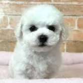 ビションフリーゼ