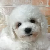ビションフリーゼ