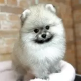 ポメラニアン