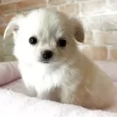 チワワ(ロング)