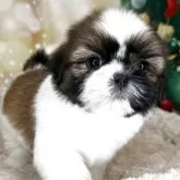 シーズー【兵庫県・男の子・2025年9月22日・ホワイト&ゴールド】の写真2