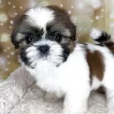 シーズー【兵庫県・男の子・2025年9月22日・ホワイト&ゴールド】の写真2