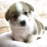 ウェルシュ・コーギー・ペンブローク【兵庫県・男の子・2025年2月27日・レッド&ホワイト】の写真3