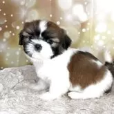 シーズー【兵庫県・男の子・2025年9月22日・ホワイト&ゴールド】の写真3