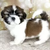 シーズー【兵庫県・男の子・2025年9月22日・ホワイト&ゴールド】の写真5