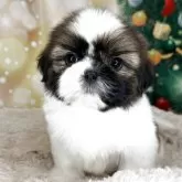 シーズー【兵庫県・男の子・2025年9月22日・ホワイト&ゴールド】の写真6