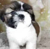 シーズー【兵庫県・男の子・2025年9月22日・ホワイト&ゴールド】の写真7