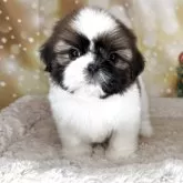 シーズー【兵庫県・男の子・2025年9月22日・ホワイト&ゴールド】の写真8