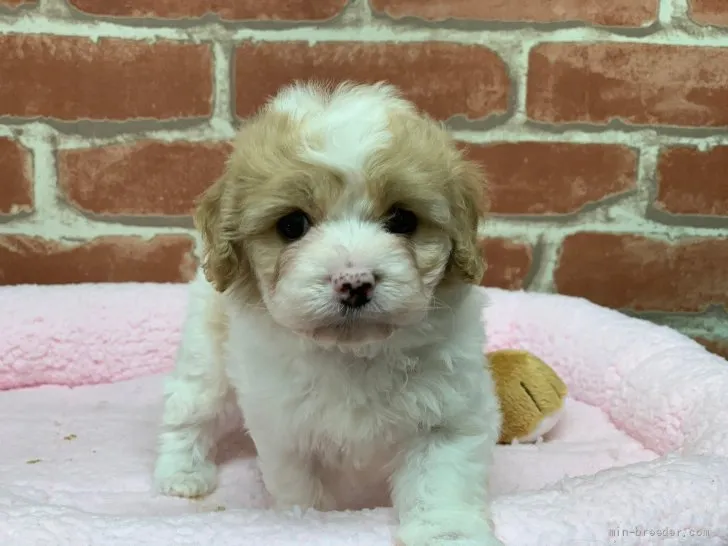 ID:2204-00130の子犬