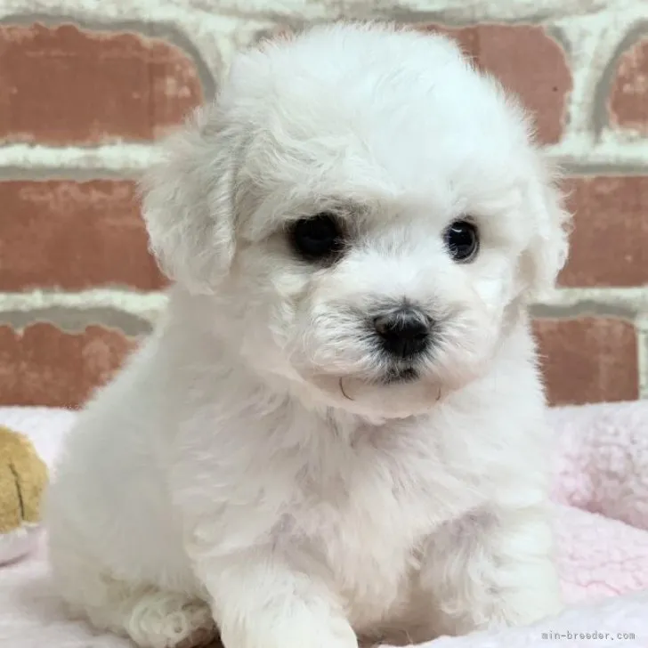 Y.M 様のお迎えした子犬
