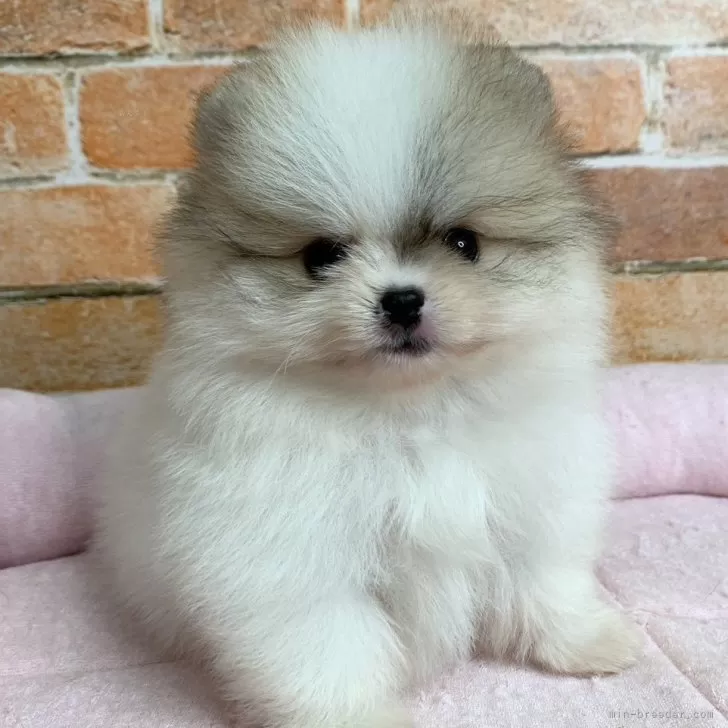 ID：2404-01173の子犬