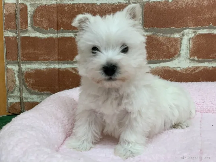 ID:2205-01642の子犬