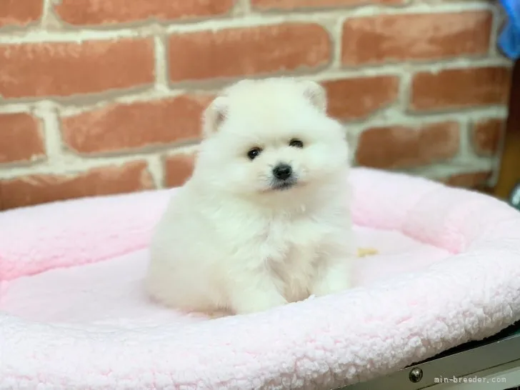 ID:2204-00047の子犬