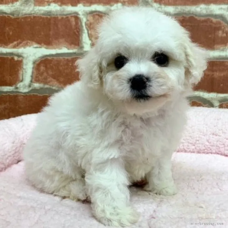 ID：2302-01590の子犬