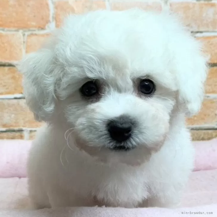 ID:2408-06523の子犬