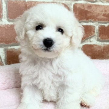 ビションフリーゼ【兵庫県・男の子・2023年5月25日・ホワイト】の写真「3兄弟の真ん中サイズの男の子。」