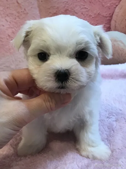 ID：2011-03028の子犬