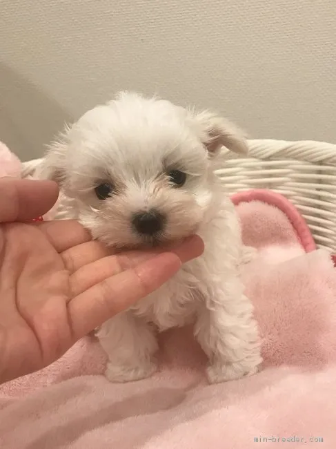 ID：2007-03251の子犬