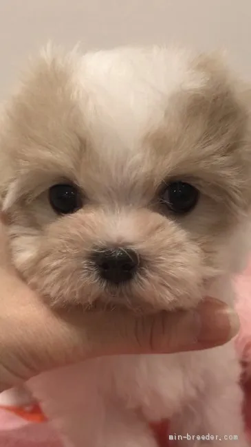 ID：1911-00816の子犬