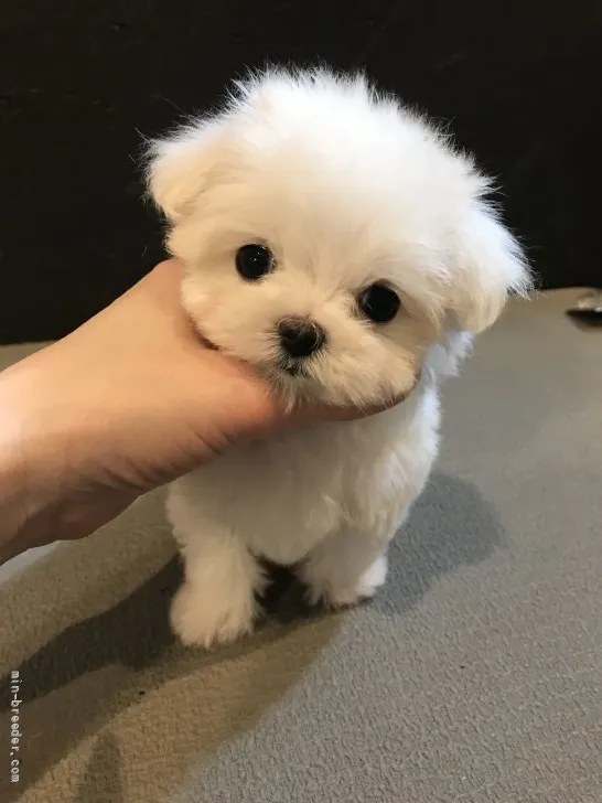 yu 様のお迎えした子犬